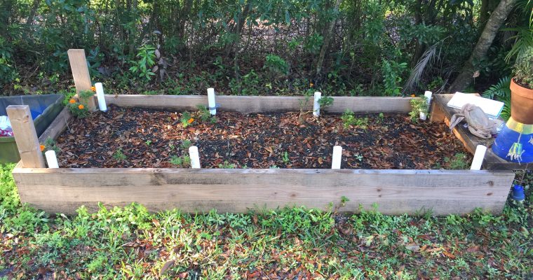 My gardening experiment: Winter planting.