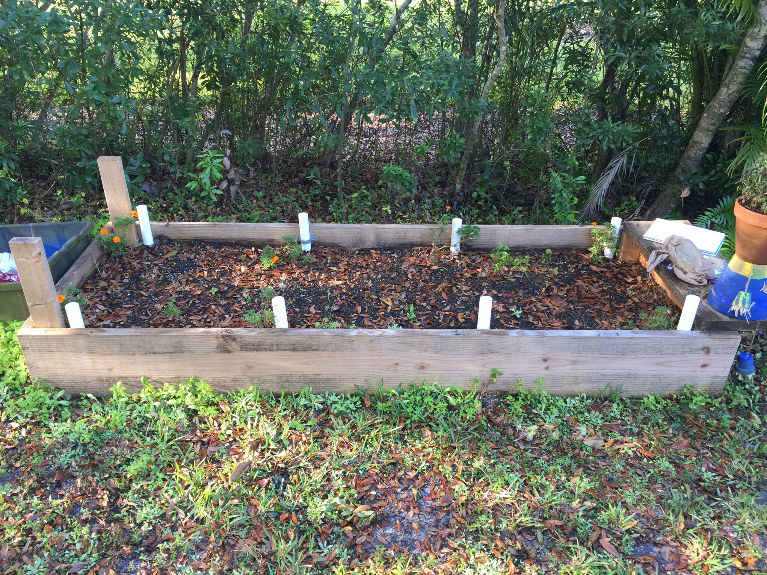 My gardening experiment: Winter planting.