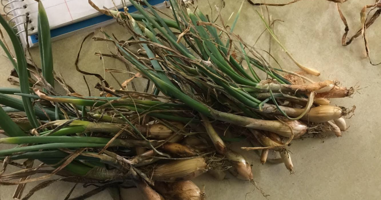 Winter planting: part two, the onion addition.