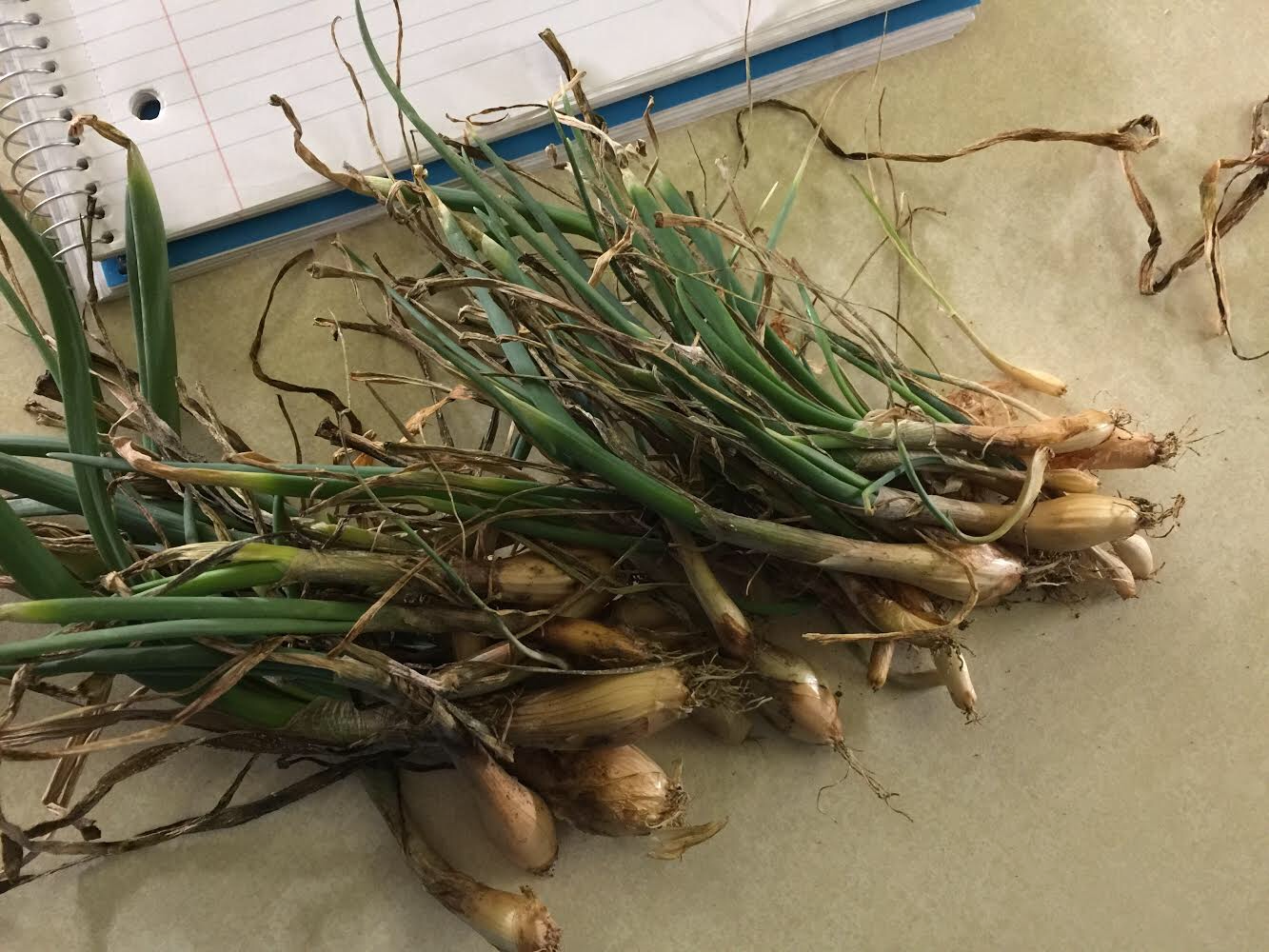 Winter planting: part two, the onion addition.